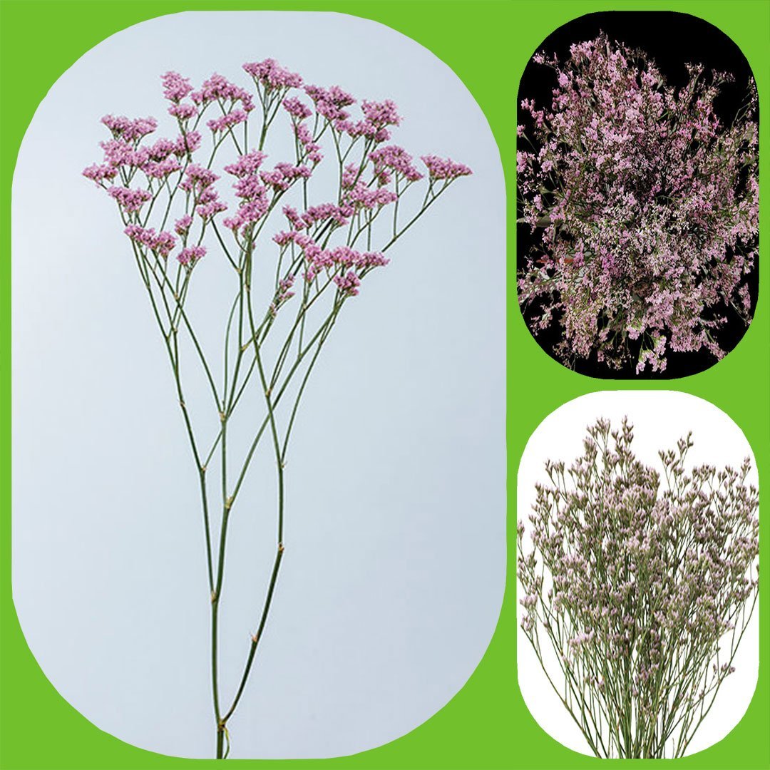 Limonium Silver Pink