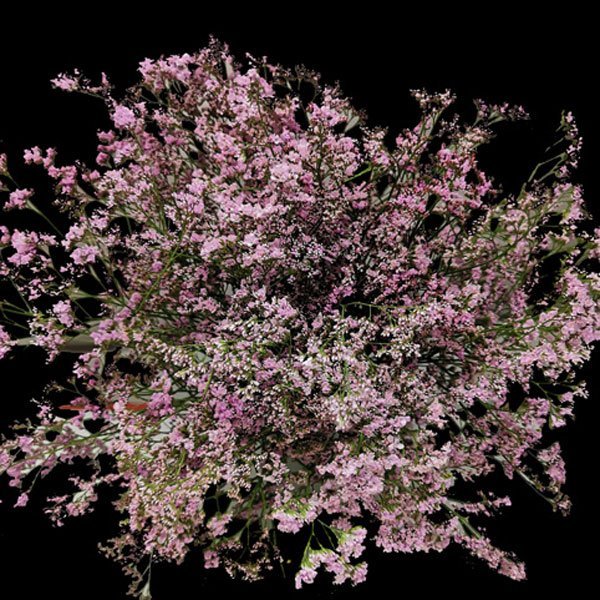 Limonium Silver Pink - Image 2