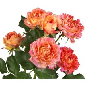 #Lotus – Hashtags Garden & Scented Spray Roses