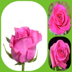 Lovely Pink – Intermediate Roses