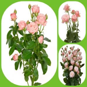 Madam Bombastic – Garden & Scented Spray Roses