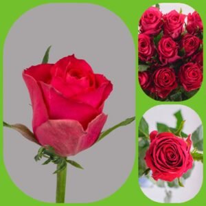 Madam Cerise – Premium Big-Head Roses