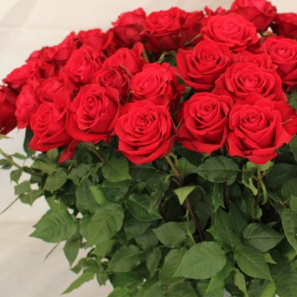 Madam Red – Premium Big-Head Roses - Image 3