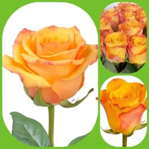 Marie Claire – Premium Big-Head Roses