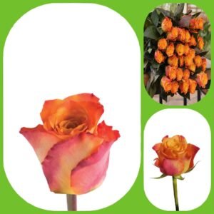 Mariyo – Intermediate Roses
