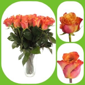 Mariyo – Premium Big-Head Roses