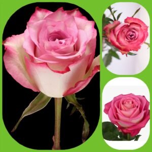 Melina – Premium Big-Head Roses