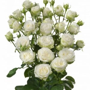 Miss Bombastic – Garden & Scented Spray Roses