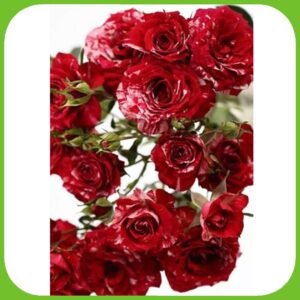 Miss Folies – Garden & Scented Spray Roses