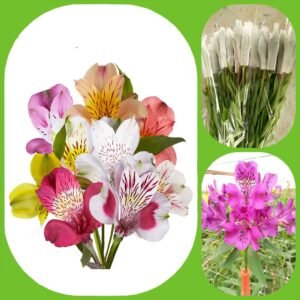 Mix Alstroemeria