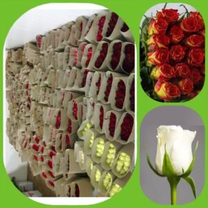 Mix – Intermediate Roses