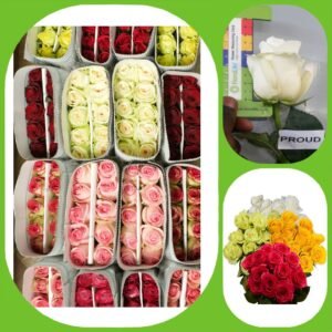 Mix – Premium Big-Head Roses