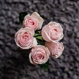 Moonstone Gem – Garden & Scented Spray Roses