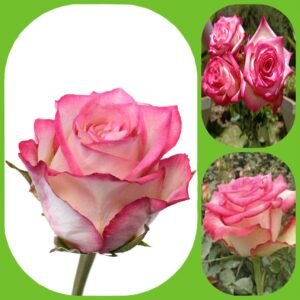 Navara – Premium Big-Head Roses