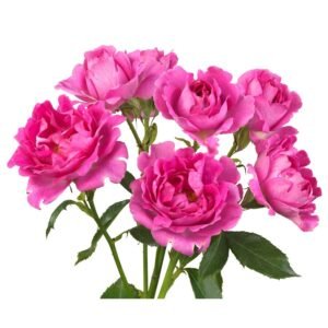 #New Look – Hashtags Garden & Scented Spray Roses