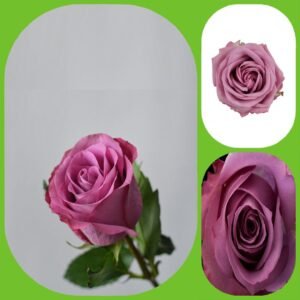 New Orleans – Intermediate Roses