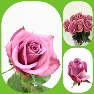 New Orleans – Premium Big-Head Roses