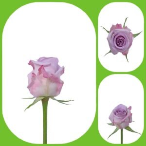 Nightingale – Intermediate Roses