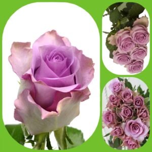 Nightingale – Premium Big-Head Roses