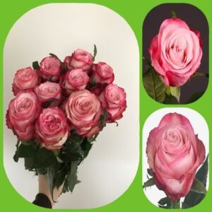 No Limit – Intermediate Roses