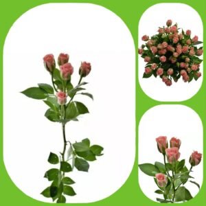 Olympia Sensation – Premium Spray Roses