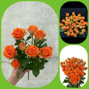 Picanto – Premium Spray Roses