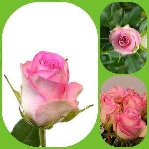 Pink Flame – Premium Big-Head Roses
