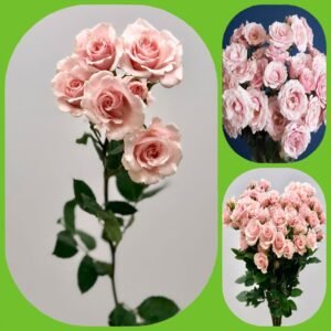 Pink Majolica – Garden & Scented Spray Roses