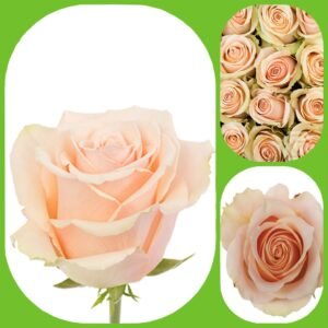 Primavera – Premium Big-Head Roses