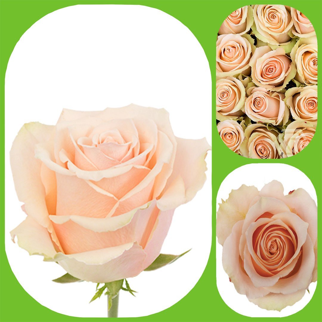 Primavera – Premium Big-Head Roses