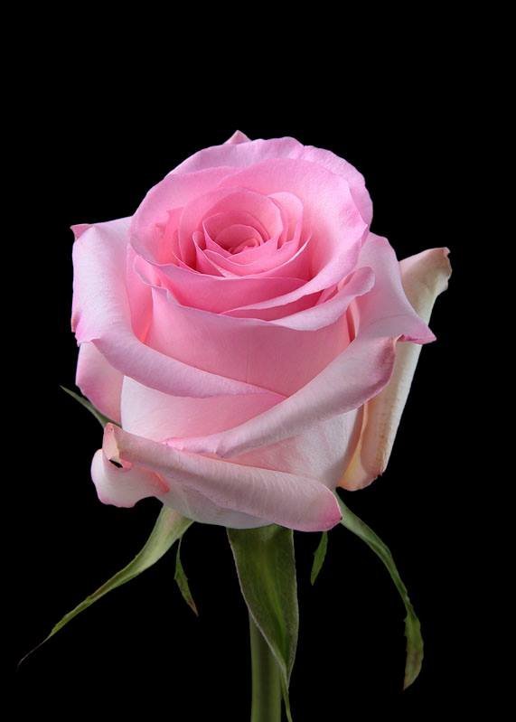 Revival – Premium Big-Head Roses - Image 3