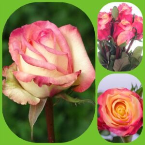 Rigoletto – Premium Big-Head Roses