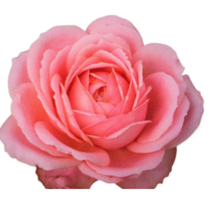 Romantic Antike – Garden & Scented Roses