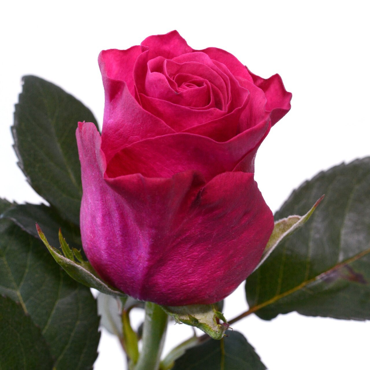 Taccazi – Premium Big-Head Roses - Image 4
