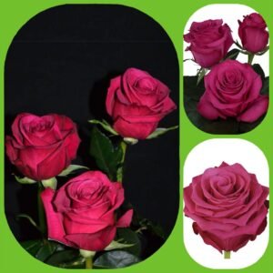 Roseberry – Premium Big-Head Roses