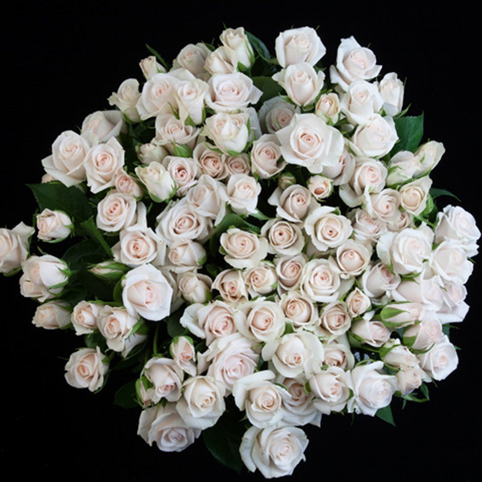 Royal Porcelina – Premium Spray Roses - Image 2