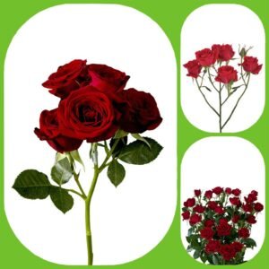 Rubicon – Spray roses