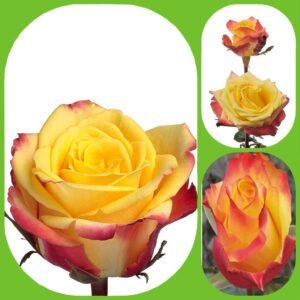 Salambo – Premium Big-Head Roses