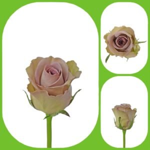 Samanthas Bridal – Intermediate Roses