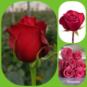 Samurai – Premium Big-Head Roses