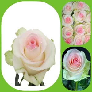 Senorita – Premium Big-Head Roses