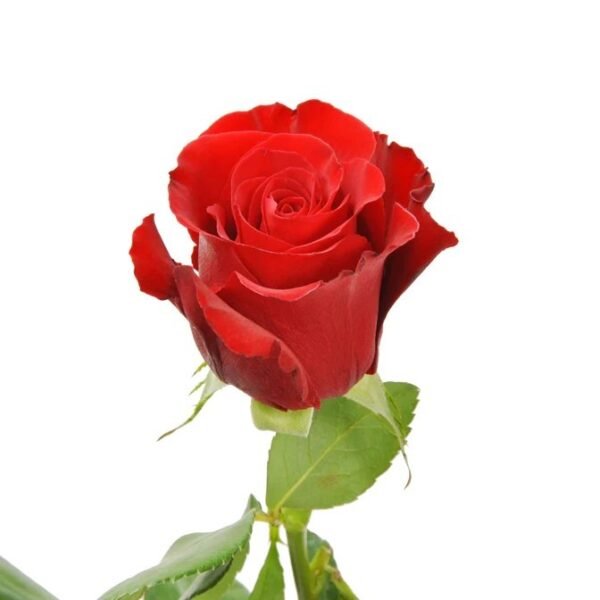 Sexy Red Roses – Premium Big-Head Roses - Image 2
