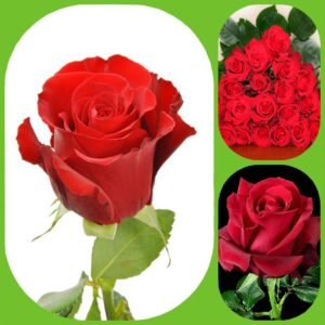Sexy Red Roses – Premium Big-Head Roses