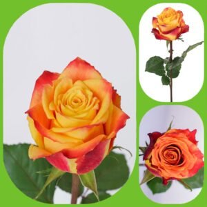 Silantoi – Premium Big-Head Roses