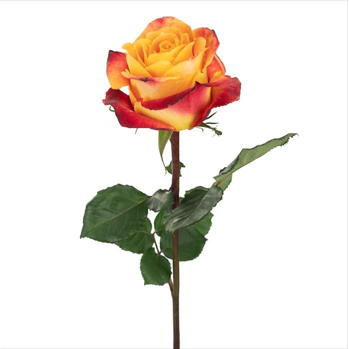 Silantoi – Premium Big-Head Roses - Image 4