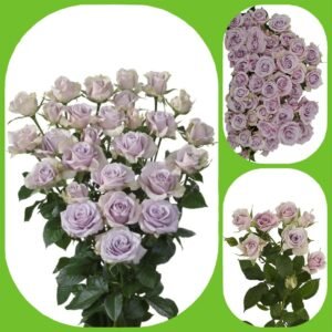 Silver Shadow – Spray Roses