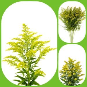 Solidago