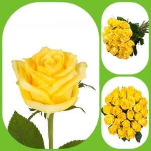 Sonrisa – Premium Big-Head Roses