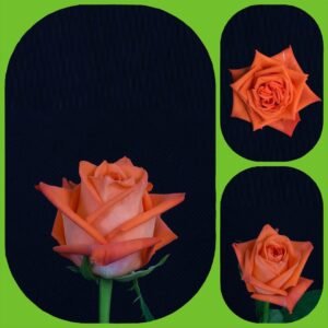 Summertime – Intermediate Roses