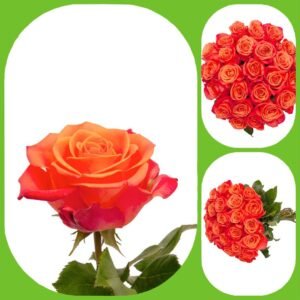 Sunglaze – Premium Big-Head Roses